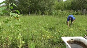 Сидераты. 3х-летний эксперимент. 2-й этап (о2015-вл2016)