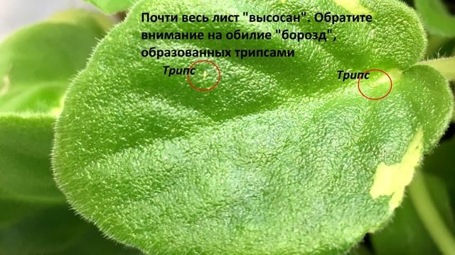 Выпуск #1: вредители фиалок. Трипсы. Как с ними бороться. Мой опыт. смотреть онлайн