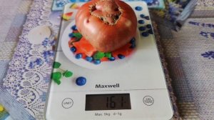 Новинка сезона 2023 - томат Шоколадный пончик.