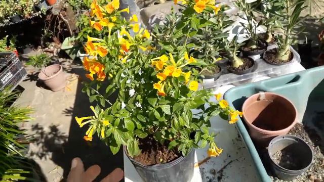 maria aninha essa planta vai fazer vocês se apaixonarem смотреть онлайн