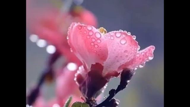 Медитация Трансформация на уровне клеток и полей смотреть онлайн