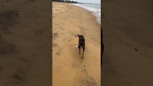 На пляже Шри-Ланки ходят собаки ?