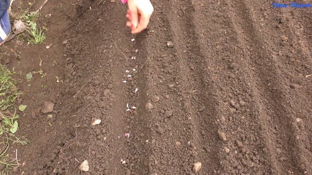 Выращивание чеснока из воздушных бульбочек. Семья Булатовых смотреть онлайн