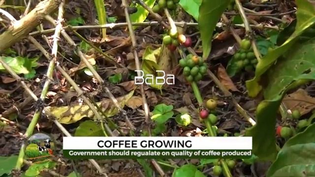 All about growing coffee. How does a coffee tree grow? #Kungula part 2 смотреть онлайн