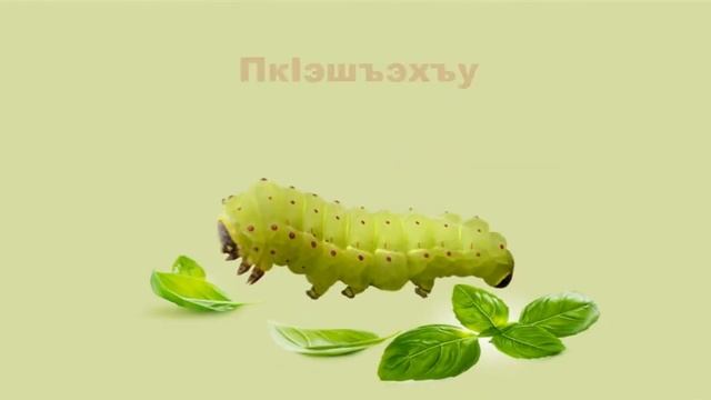 Насекомые. Картинки. Учим адыгейский язык.