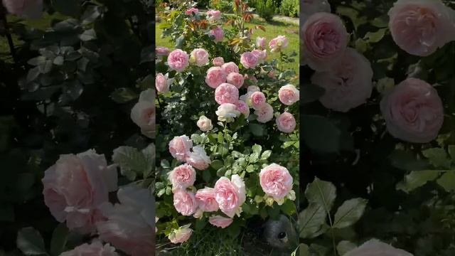 Роза Пьер де Ронсар и Чиппендейл смотреть онлайн