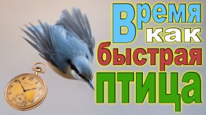 Время как быстрая птица