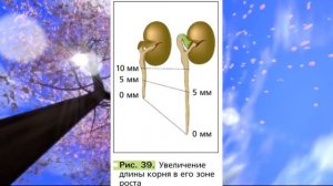 Биология, 6 кл., § 7 "Корень, его строение и значение"