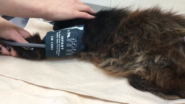 ГЛАУКОМА У КОШКИ! ЛЕЧЕНИЕ! ЧАСТЬ 2 смотреть онлайн