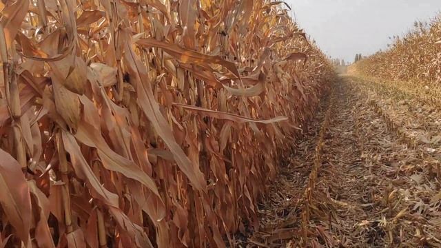 уборка кукурузы Пионер (2) смотреть онлайн