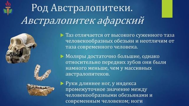Вебинар. Прикладной антропогенез или как появился человек? смотреть онлайн
