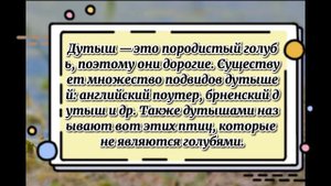 Виды голубей: дутыш