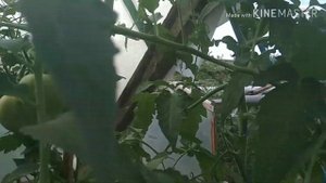 Томат Абаканский розовый,обзор .
