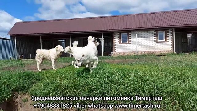 Среднеазиатские овчарки питомника Тимерташ ведётся запись на щенков на 2021 годсайт www.timertash.r смотреть онлайн