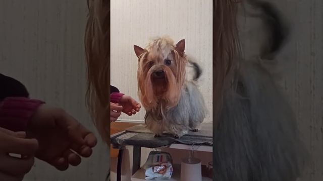 Yorkshire terrier girl with beautiful long hair! ? Девочка йорка с красивой длинной шерстью!