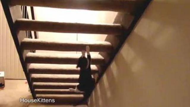 Кот паркурщик смотреть онлайн