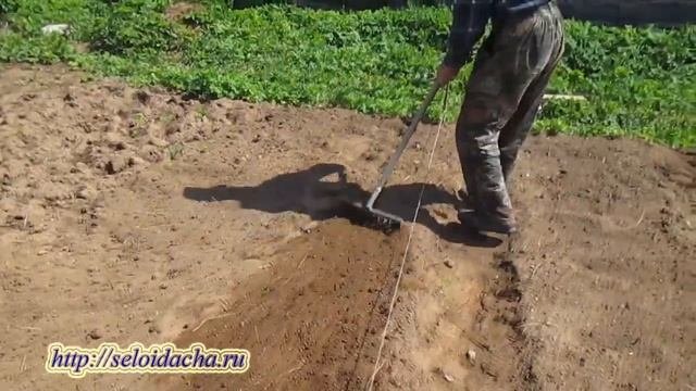 Выращивание картофеля. Способы (методы) посадки и выращивания картофеля