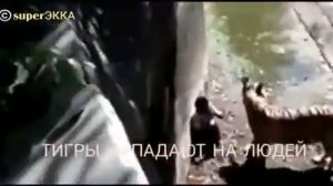 ?ТИГРЫ   ЛЮДОЕДЫ  !!!