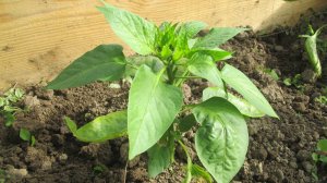 Формирование сладкого перца