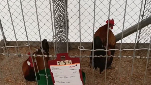 На выставке голубей и домашней птицы, 5.часть. Германия. смотреть онлайн