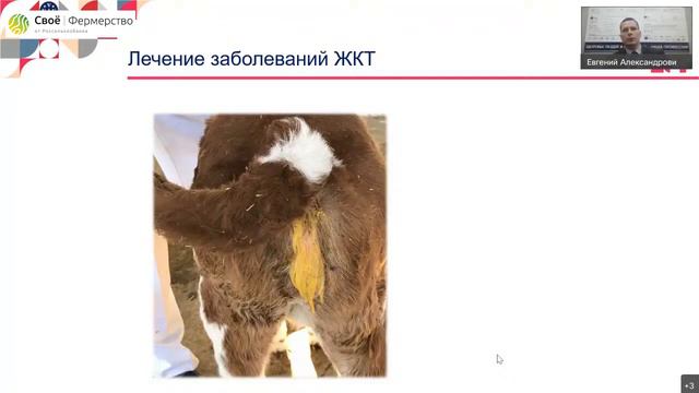 Эффективное лечение заболеваний молодняка КРС