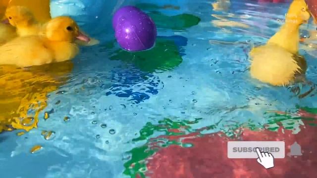 Giant water park for ducklings with fish смотреть онлайн