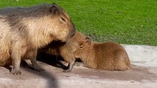 капибаратоп смотреть онлайн