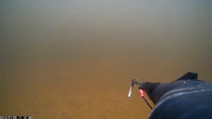 Богатство Киселевского водохранилища