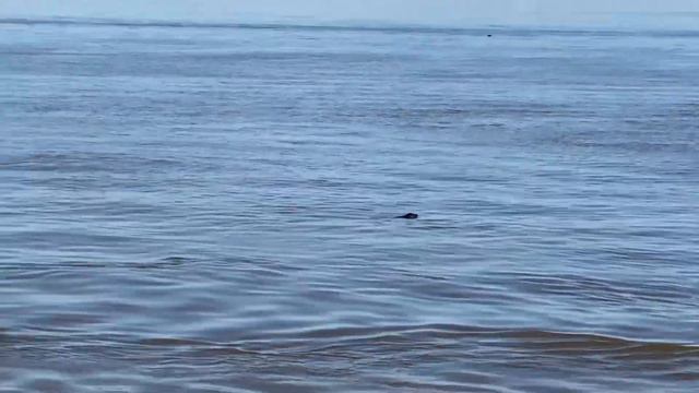 Белуга на Лимане😂 смотреть онлайн