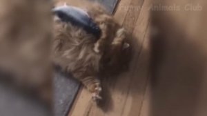Лучшие смешные видео с кошками и собаками ? ? - Подборка смешных животных ? - 10#2023
