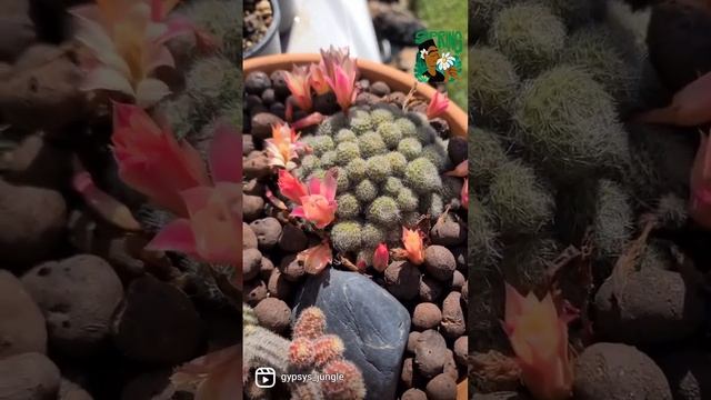 Mammillaria, Cephalocereus senilis, Echinopsis. Cacti in spring, Blooming cacti Australia смотреть онлайн