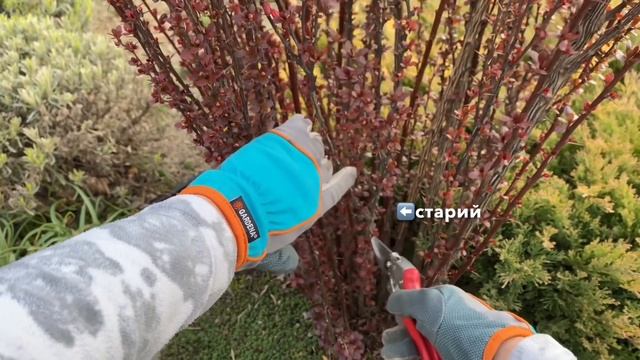 ОБРІЗКА БАРБАРИСУ. Як омолодити кущ барбарису, результат ?