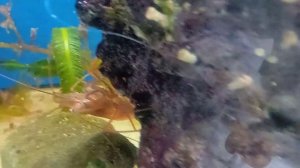 Lysmata Wurdemanni gegen Aiptasia креветки вурдамани в борьбе против айптазий