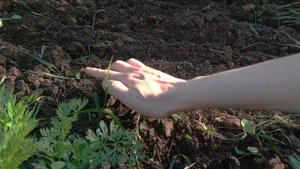 Посадка зелени для новичков