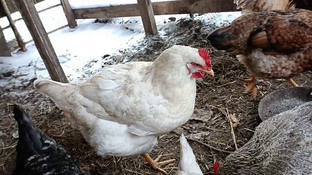 Как я содержу кур в мороз смотреть онлайн