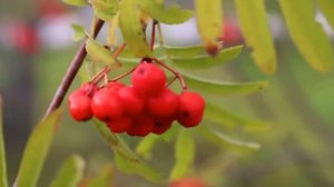 Осенние зарисовки. Красота золотой  осени.