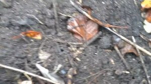 4133 Топинамбур рецепты приготовления на зиму