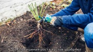 Роза Алегрия
