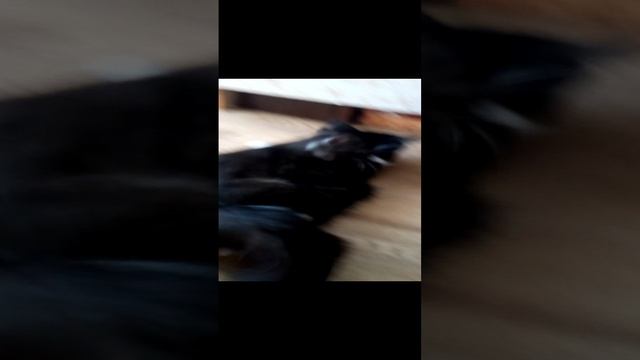 VID_20220728_184453.mp4