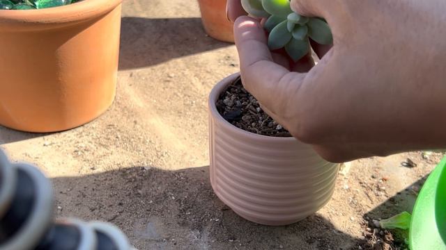Succulent Beheading | Echeveria Propagation | Succulent Collection | Succulent Arrangement смотреть онлайн