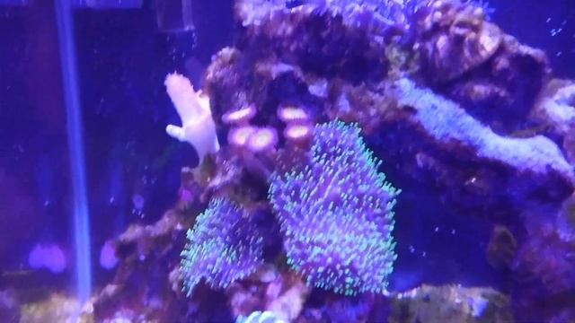 Результат борьбы с нитчатыми водорослями в морском аквариуме Флюконазолом