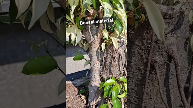 ficus benjamina variegata, amazing bonsai material #bonsai #bonsaitree #plants