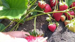 Клубника Аврора Карима обзор и дегустация
