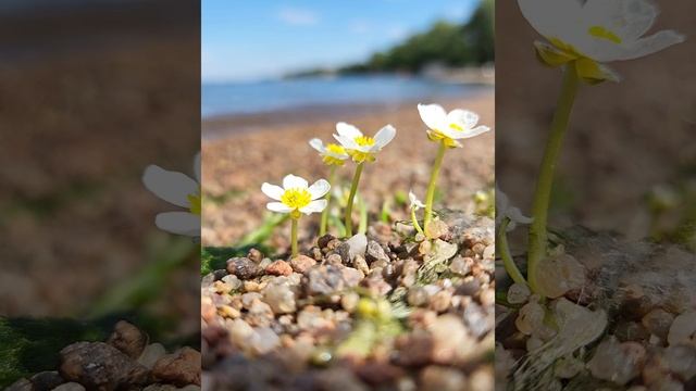 Услышать звуки моря. Погрузиться в мир звуков природы с шумом моря! Умиротворение со звуком моря.