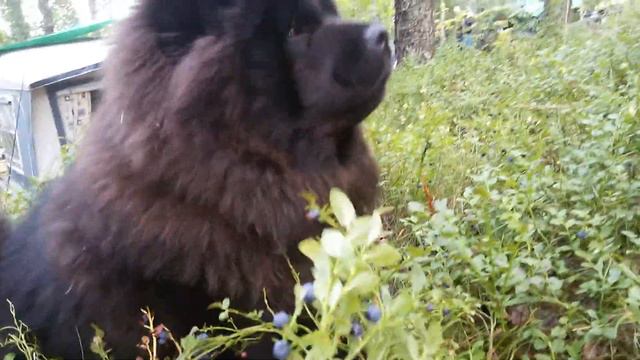 Так вот почему у чау-чау фиолетовый язык смотреть онлайн