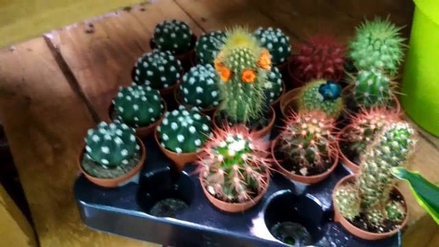 Необычные цвета кактусов!Unusual Colors Of Cacti!