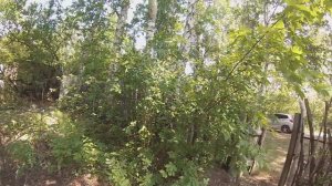 Наш самый первый заросший участок. Делаю зону отдыха