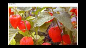 Физалис – китайский фонарик с секретом