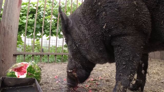 Фунтик и арбуз!!! смотреть онлайн