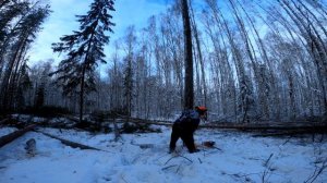 Клин STIHL и ДВА РАЗНЫХ СПОСОБА УСТАНОВКИ В УСЛОВИЯХ РЕАЛЬНОЙ РАБОТЫ В ЛЕСУ!!!